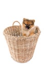 Pomeranian dog stading in basket Royalty Free Stock Photo