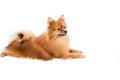 Pomeranian dog stading on isolated Royalty Free Stock Photo