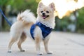 Pomeranian dog standing with blurred sunset background