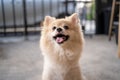 Pomeranian dog standing at the door and wants to go outside. A dog in front of a front door with a happy expression waiting Royalty Free Stock Photo