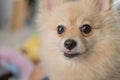 Pomeranian dog standing at the door and wants to go outside. A dog in front of a front door