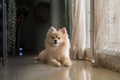 Pomeranian dog standing at the door and wants to go outside. A dog in front of a front door Royalty Free Stock Photo