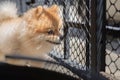 Pomeranian dog standing at the door and wants to go outside. A dog in front of a front door with a sad expression waiting