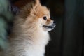 Pomeranian dog standing at the door and wants to go outside. A dog in front of a front door with a happy expression waiting Royalty Free Stock Photo