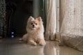 Pomeranian dog standing at the door and wants to go outside. A dog in front of a front door Royalty Free Stock Photo