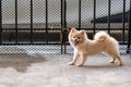 Pomeranian dog standing at the door and wants to go outside. A dog in front of a front door