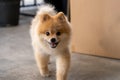 Pomeranian dog standing at the door and wants to go outside. A dog in front of a front door Royalty Free Stock Photo