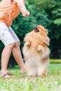 Pomeranian dog standing on its hind legs to get a treat Royalty Free Stock Photo