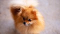 Pomeranian dog standing on the table,