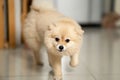 Pomeranian dog standing and walking to owner. A pet with a happy expression waiting for the arrival her owner. Royalty Free Stock Photo