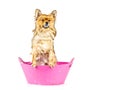 Pomeranian dog taking a bath standing in pink bathtub isolated