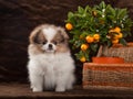 Pomeranian dog with tangerine and basket