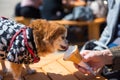 Pomeranian dog in traditional yukata dress eat icecream