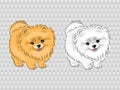 Pomeranian dog. Vector illustration of cute puppy.