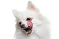 Pomeranian dog wait for yummy food Royalty Free Stock Photo