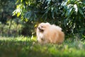 Pomeranian dog walking on the grass outdoor with trees in the background Royalty Free Stock Photo