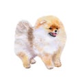 Pomeranian dog watercolor closeup pet portrait isolated on white background. Funny dog showing tongue. Hand drawn sweet