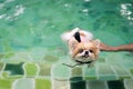 Pomeranian dog wear life jacket and swim in swimming pool ,