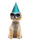 Pomeranian dog wearing dollar necklace, blue sunglasses and part Royalty Free Stock Photo