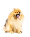 Pomeranian dog yawning isolated on white background Royalty Free Stock Photo