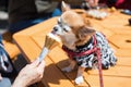 Pomeranian dog in yukata dress eat softcream ice cream
