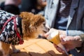 Pomeranian dog in yukata eat ice cream