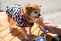 Pomeranian dog in yukata eat icecream, Japan