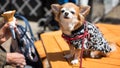 Pomeranian dog in yukata look at camera