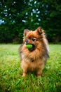 Pomeranian dog (Zwergspitz) Royalty Free Stock Photo