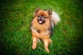 Pomeranian dog (Zwergspitz) Royalty Free Stock Photo