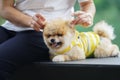 Pomeranian dogs Royalty Free Stock Photo