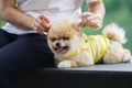 Pomeranian dogs