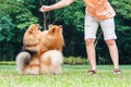 Pomeranian dogs standing on its hind legs to get a treat Royalty Free Stock Photo