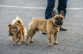 Pomeranian and French bulldog look closely at what is happening