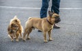 Pomeranian and French bulldog look closely at what is happening