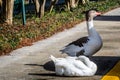 A Pomeranian Geese in Baton Rouge, Louisiana Royalty Free Stock Photo