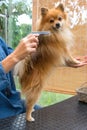 Pomeranian German Spitz dog is posing in the salon