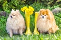 Pomeranian and German Spitz are sitting near yellow rubber boots, bouquet of dandelion flowers. dog waiting his owner. Royalty Free Stock Photo