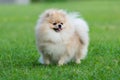 Pomeranian