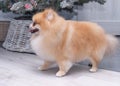 Pomeranian haircut demonstrates standing under the Christmas tree. A