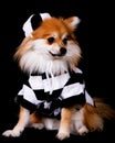Pomeranian Jailbird Royalty Free Stock Photo