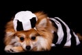 Pomeranian Jailbird Royalty Free Stock Photo