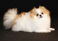 Pomeranian lulu Royalty Free Stock Photo