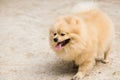 Pomeranian Lulu playing with a doggie mutts Royalty Free Stock Photo