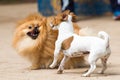 Pomeranian Lulu playing with a doggie mutts Royalty Free Stock Photo