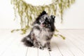 Pomeranian Merle color dog sitting on a set