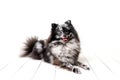 Pomeranian Merle color dog sitting on a set