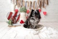 Pomeranian Merle color dog sitting on a valentine`s day set, obedient little dog in a photography studio