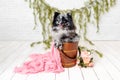 Pomeranian Merle color dog sitting on a set