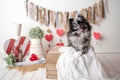 Pomeranian Merle color dog sitting on a valentine`s day set, obedient little dog in a photography studio